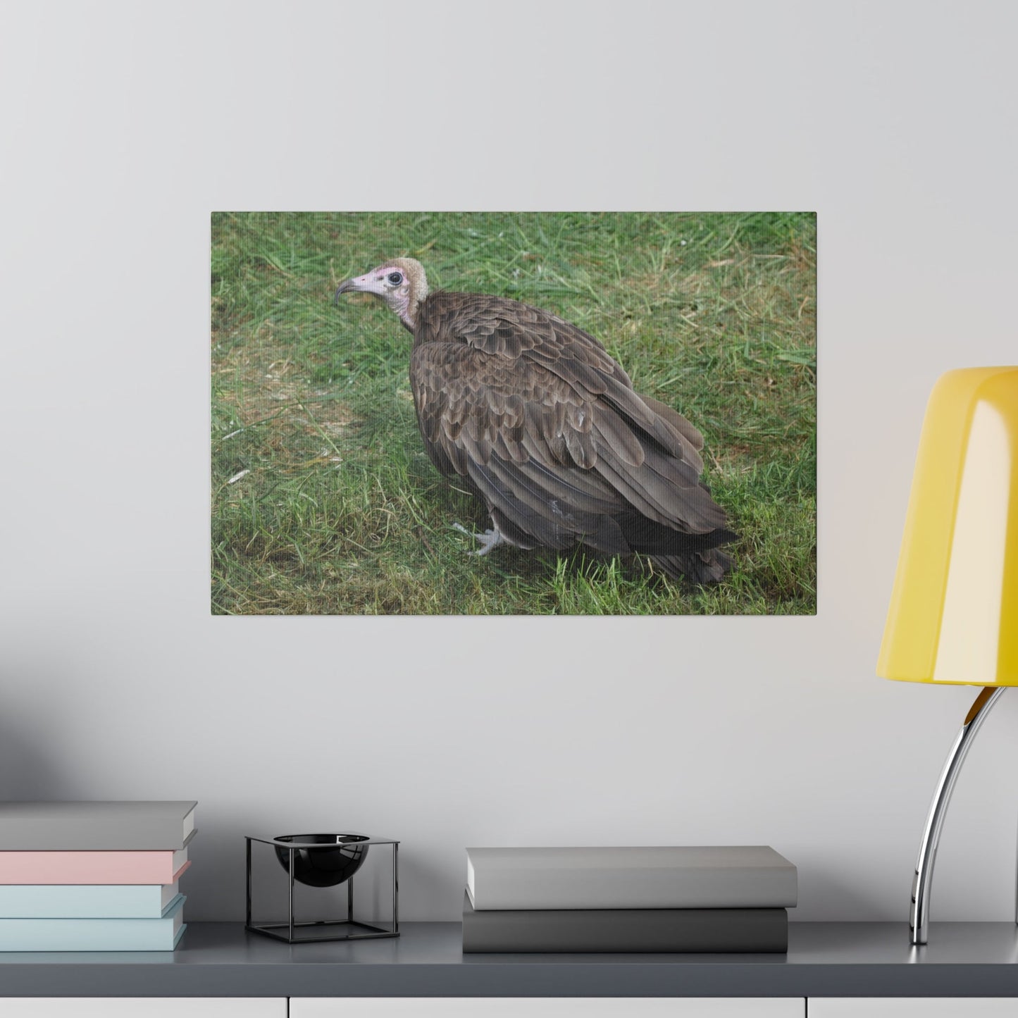 Vulture Bird Looking Left Canvas - The Trio Synergize Group