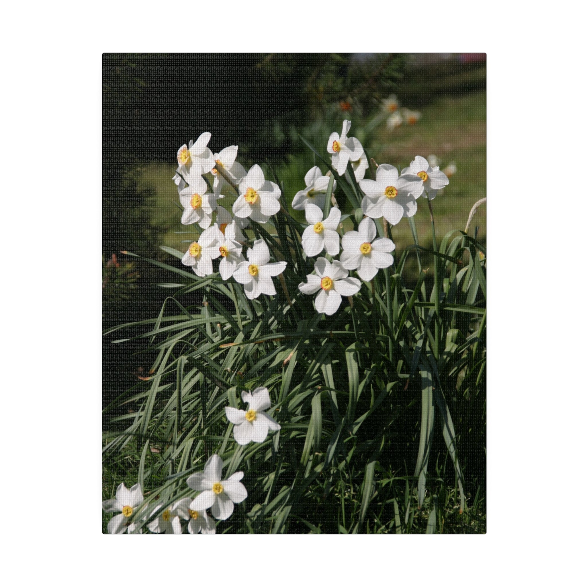Cluster of White Daffodils With Blurred Background Canvas - The Trio Synergize Group