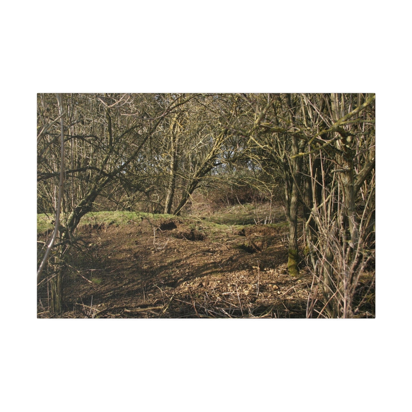 Woodland Landscape, Matte Canvas, Stretched, 0.75" - The Trio Synergize Group