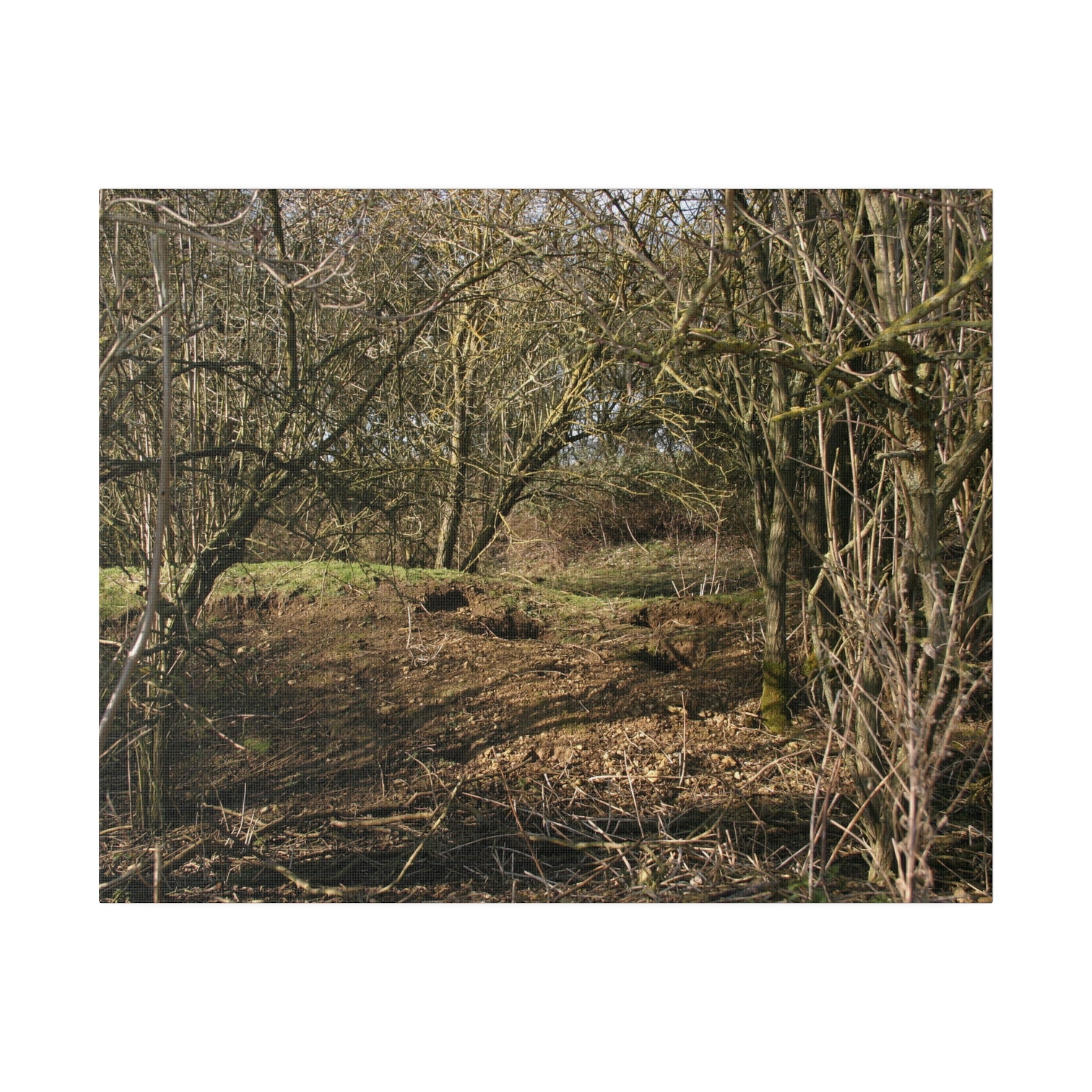 Woodland Landscape In Winter Canvas - The Trio Synergize Group