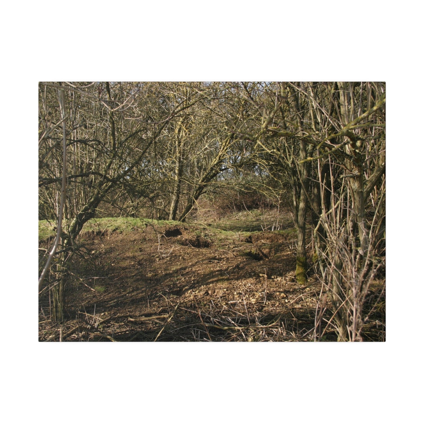 Woodland Landscape, Matte Canvas, Stretched, 0.75" - The Trio Synergize Group