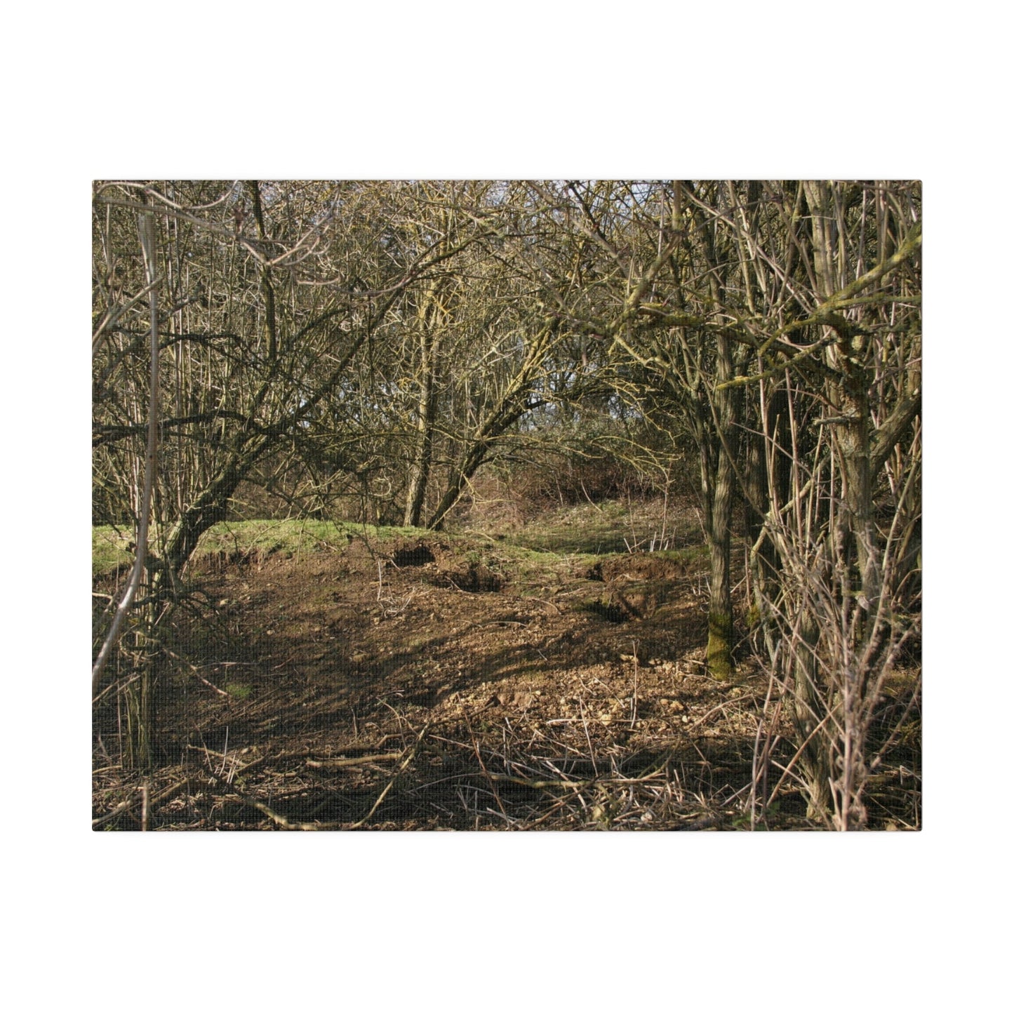 Woodland Landscape, Matte Canvas, Stretched, 0.75" - The Trio Synergize Group