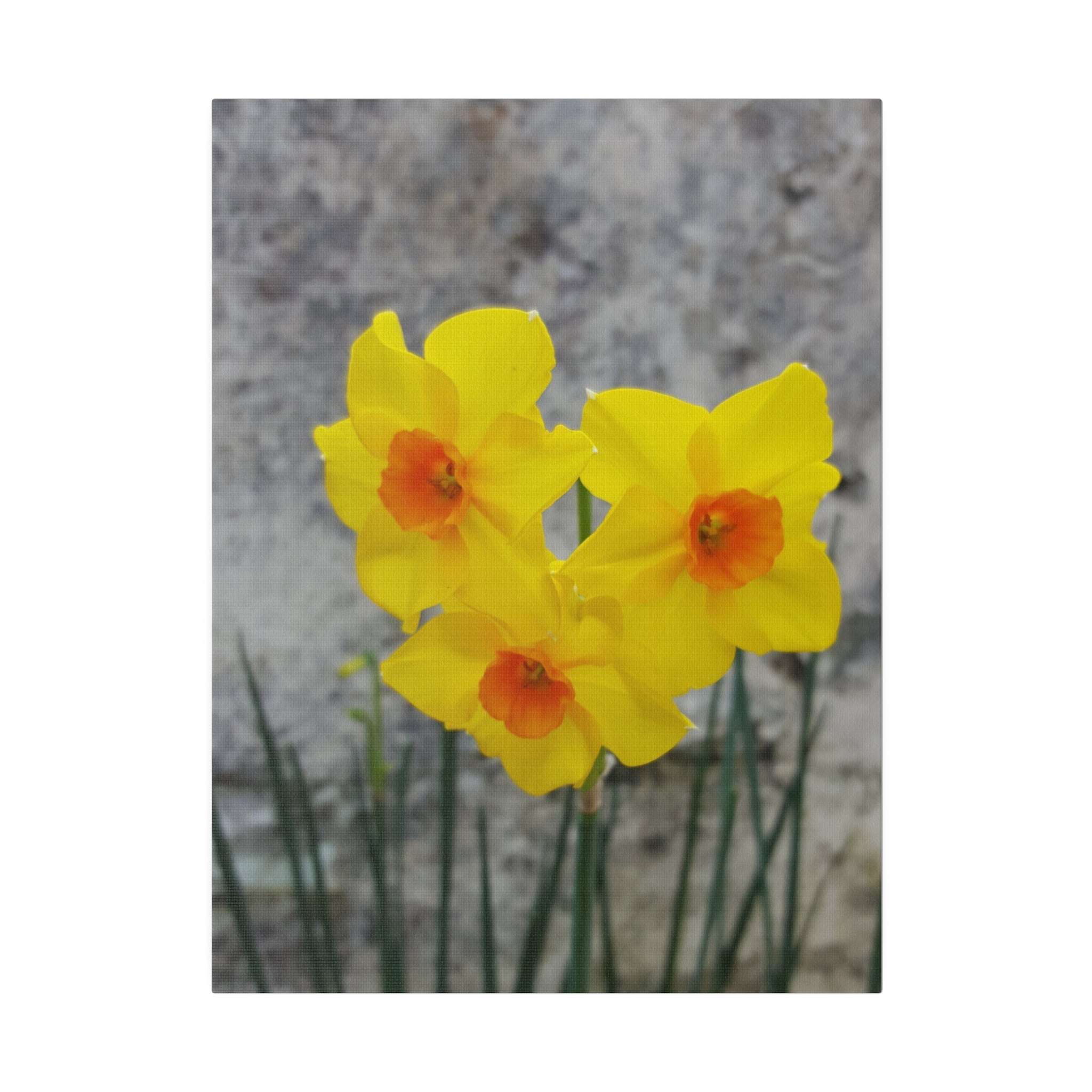 Three Yellow Daffodils Canvas Print - The Trio Synergize Group