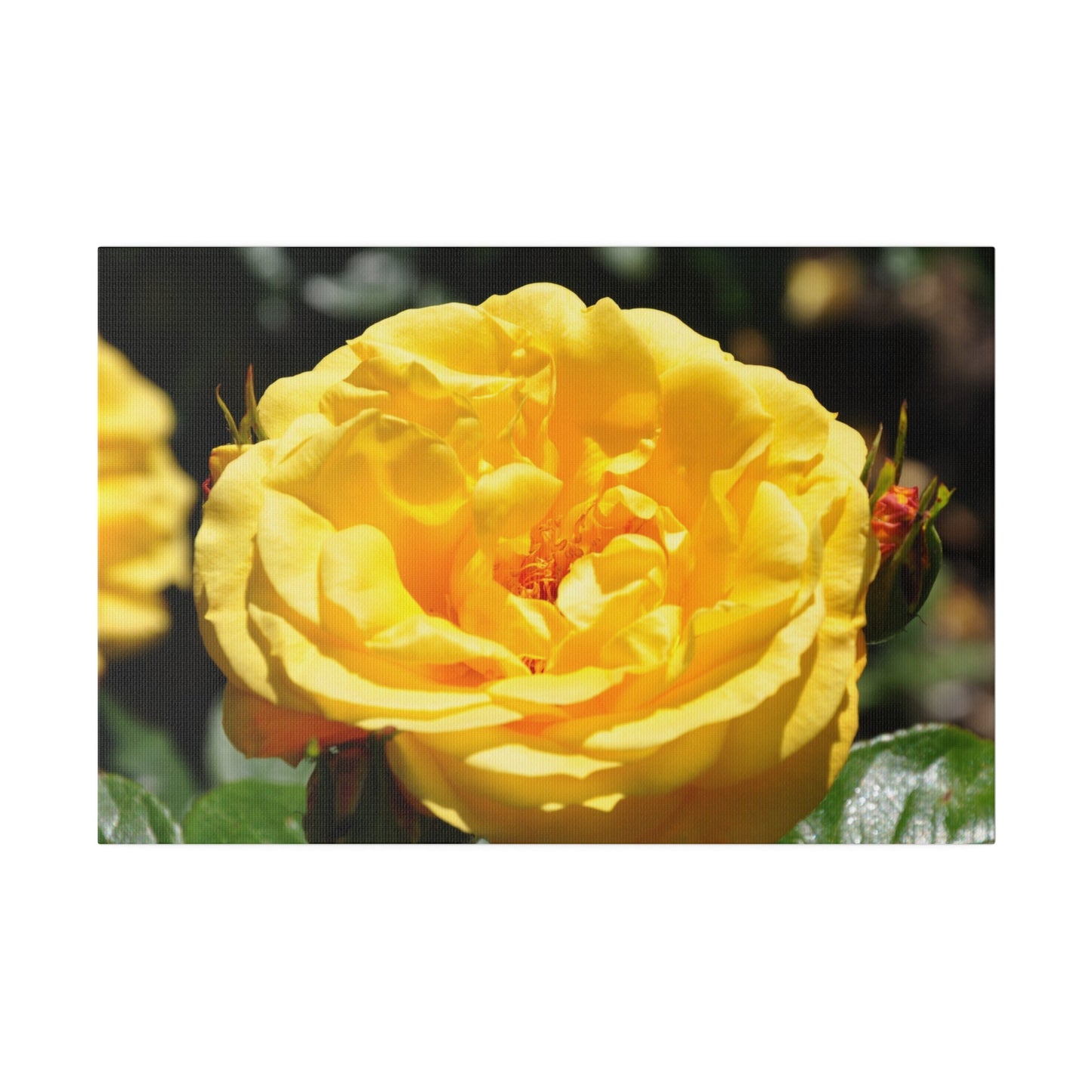 Yellow Rose, Matte Canvas, Stretched, 0.75" - The Trio Synergize Group