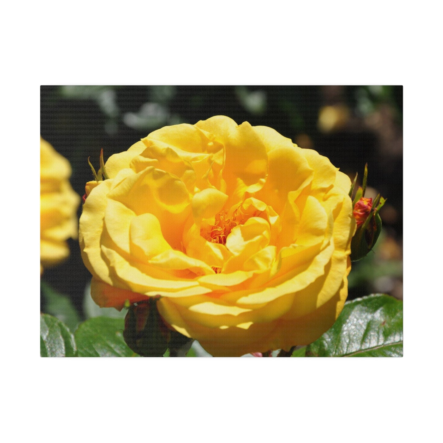 Yellow Rose, Matte Canvas, Stretched, 0.75" - The Trio Synergize Group