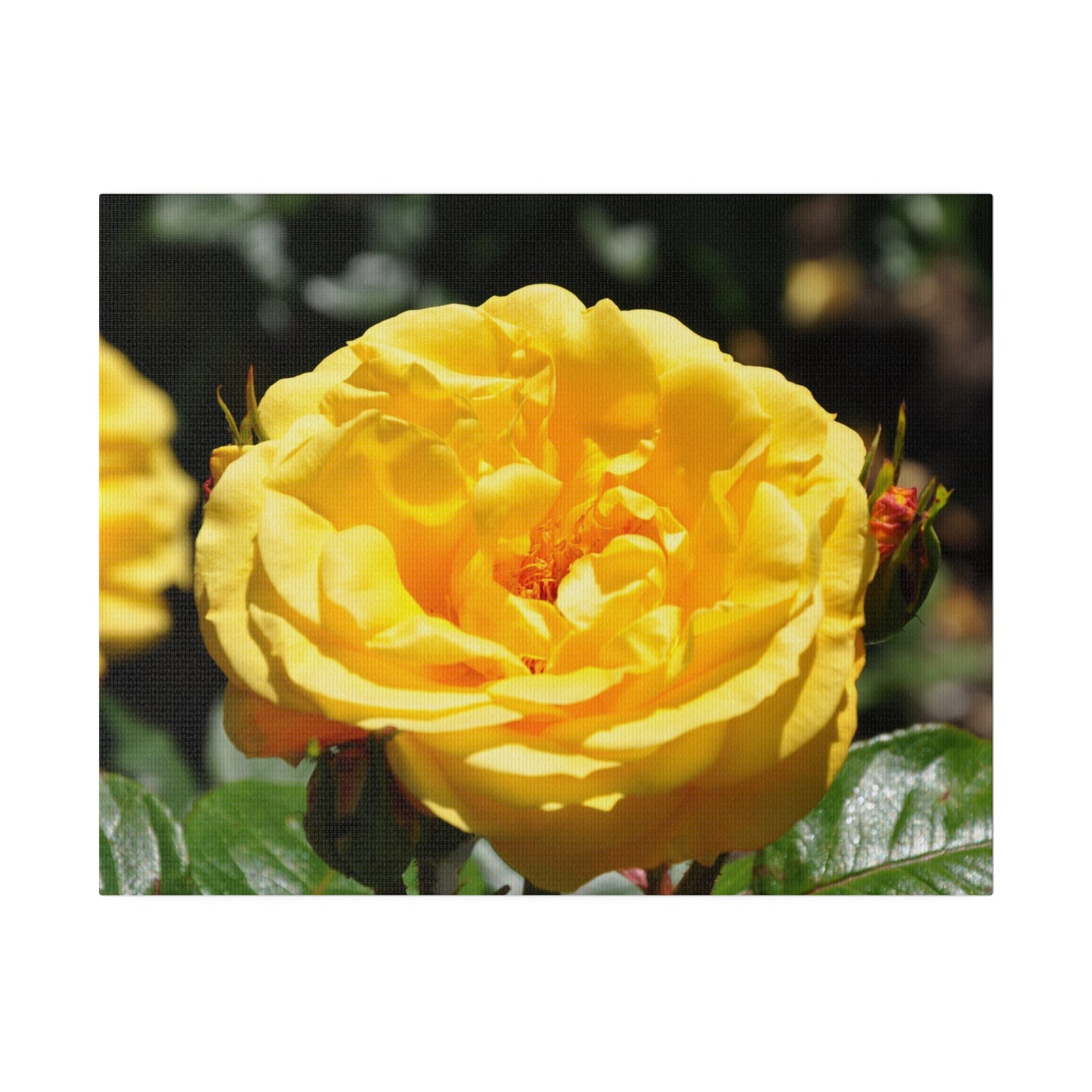 Yellow Rose, Matte Canvas, Stretched, 0.75" - The Trio Synergize Group