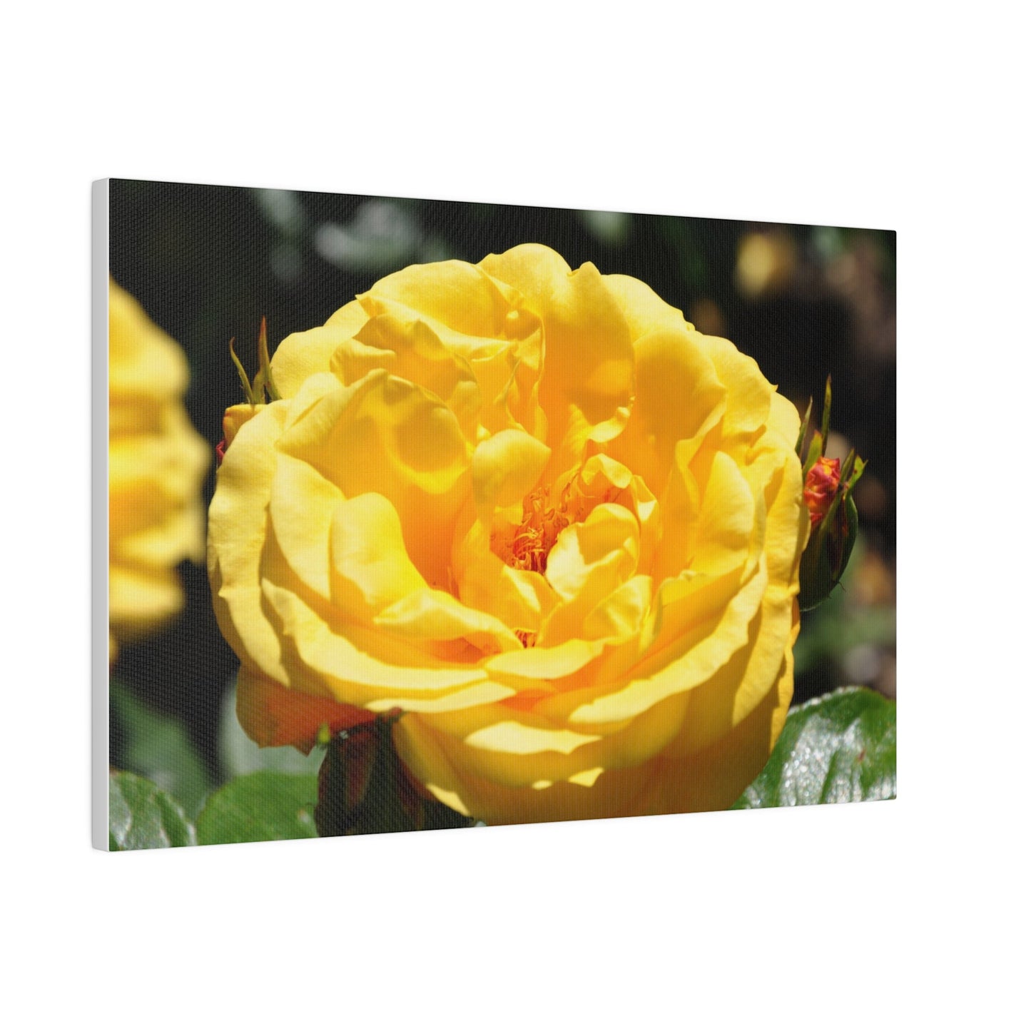 Yellow Rose, Matte Canvas, Stretched, 0.75" - The Trio Synergize Group