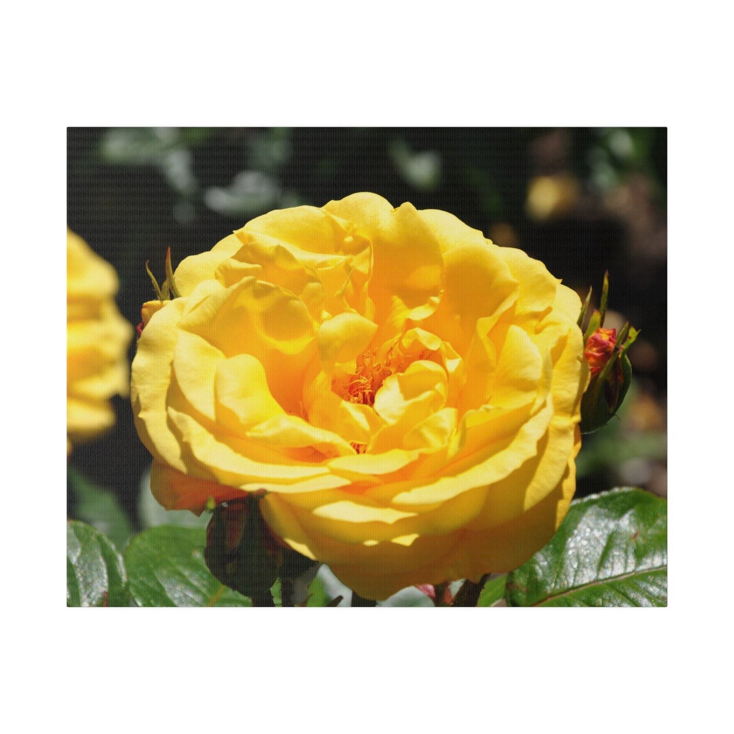Yellow Rose, Matte Canvas, Stretched, 0.75" - The Trio Synergize Group