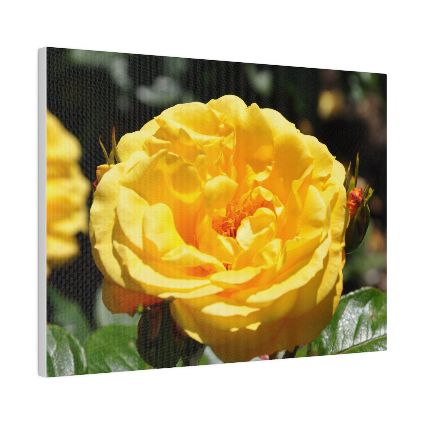 Yellow Rose, Matte Canvas, Stretched, 0.75" - The Trio Synergize Group