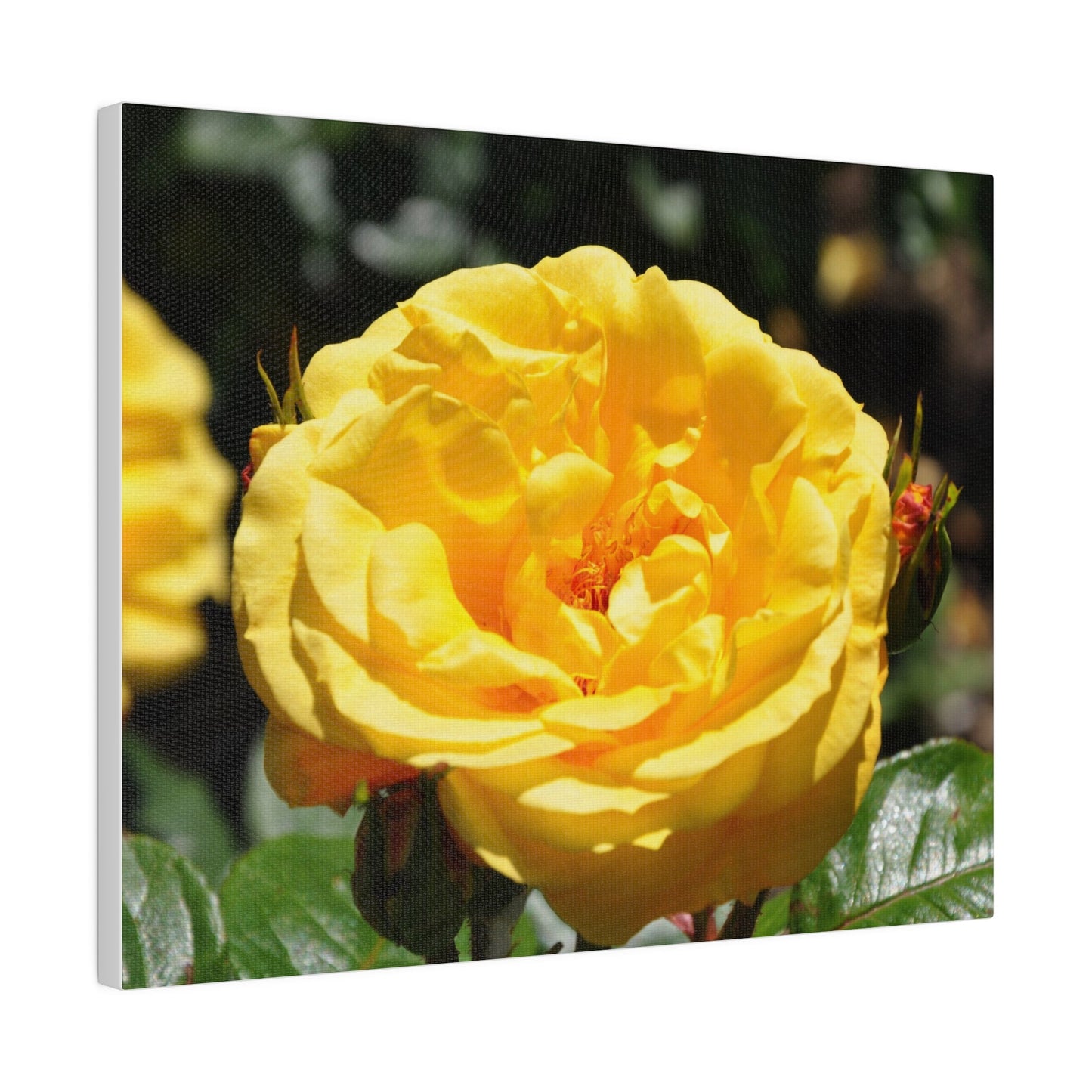 Yellow Rose, Matte Canvas, Stretched, 0.75" - The Trio Synergize Group