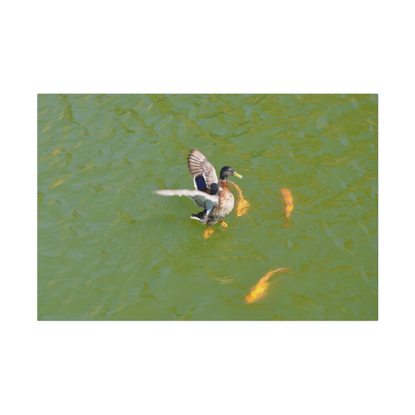 Male Duck Flapping It's Wings And Fish Canvas - The Trio Synergize Group