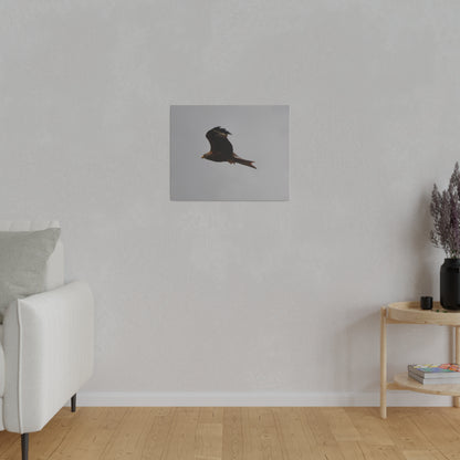 Hawk Flying With A Chick In It's Claws With Cloudy Background Canvas