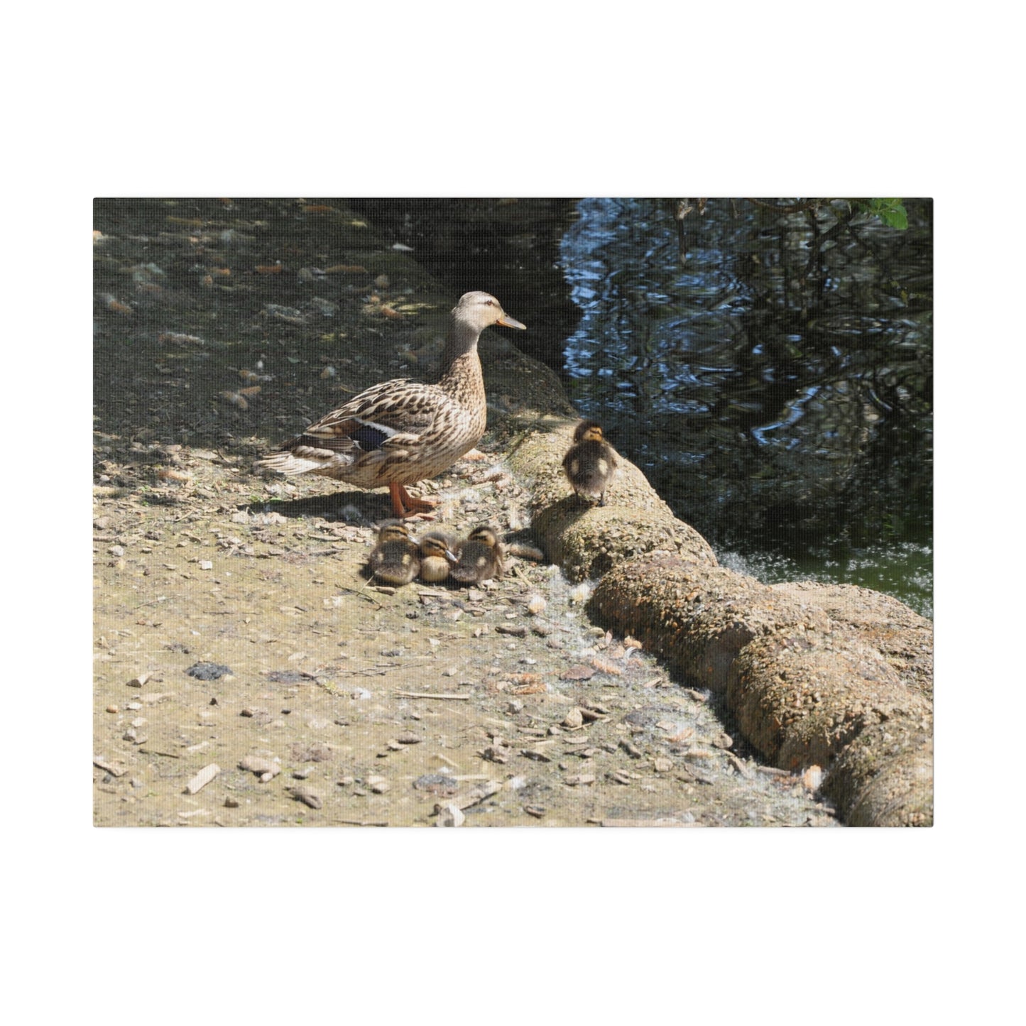 Mother With Four Baby Ducklings Resting Canvas