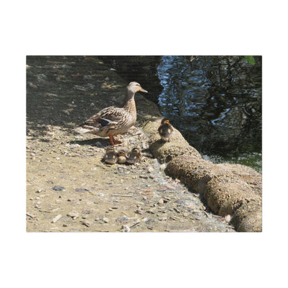 Mother With Four Baby Ducklings Resting Canvas