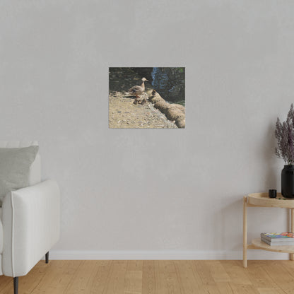 Mother With Four Baby Ducklings Resting Canvas