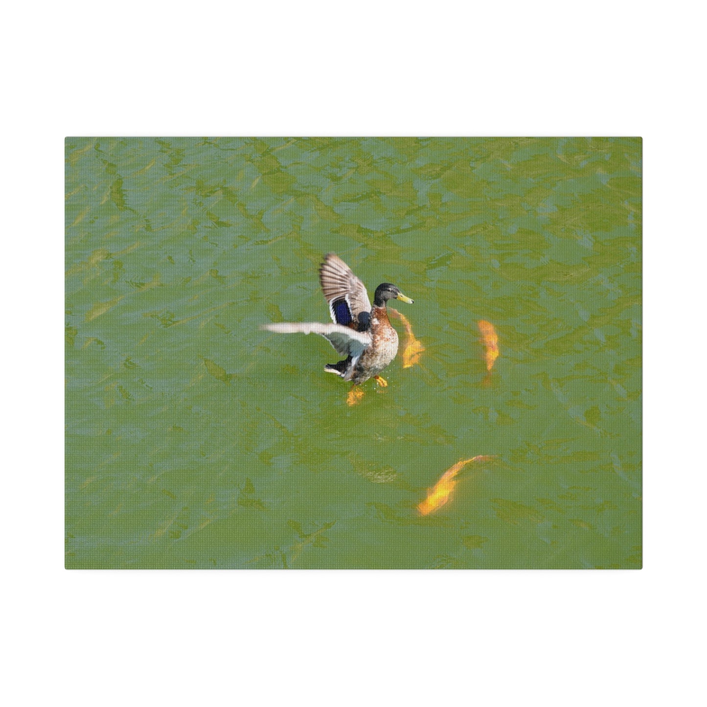 Male Duck Flapping It's Wings And Fish Canvas - The Trio Synergize Group