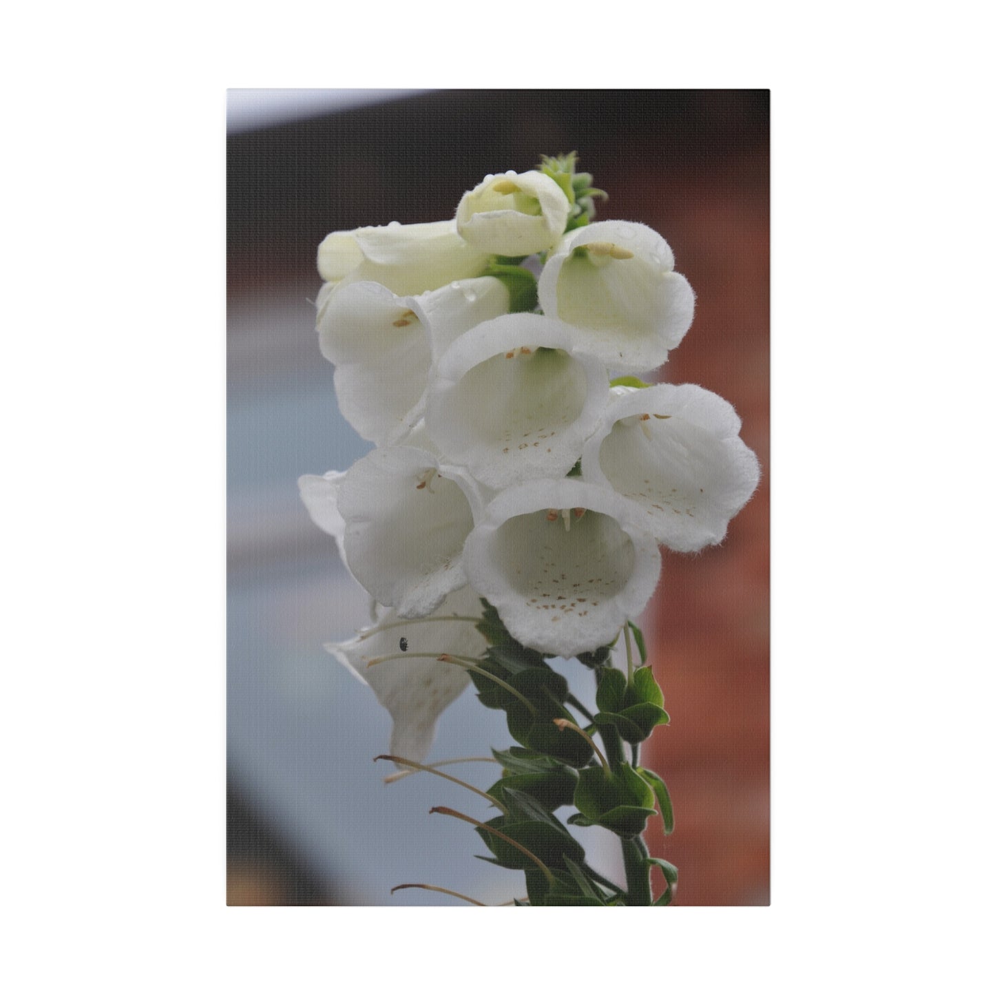 White Foxglove Flowers With Blurred Background Canvas