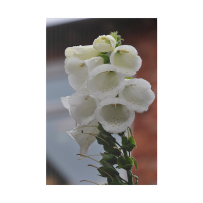 White Foxglove Flowers With Blurred Background Canvas