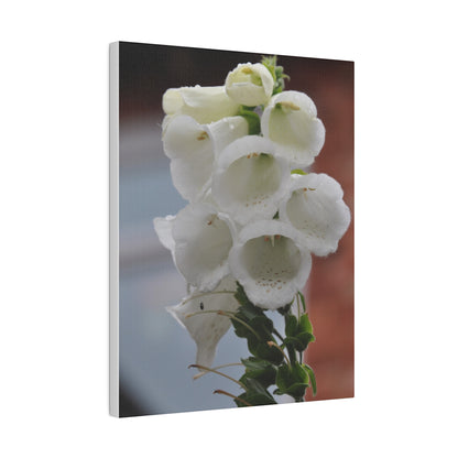 White Foxglove Flowers With Blurred Background Canvas