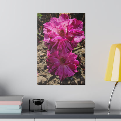 Two Pink French Roses Canvas Print - The Trio Synergize Group