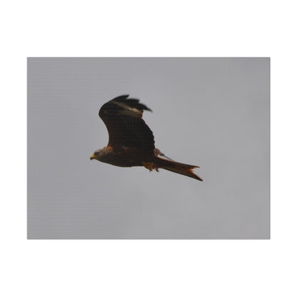 Hawk Flying With A Chick In It's Claws With Cloudy Background Canvas
