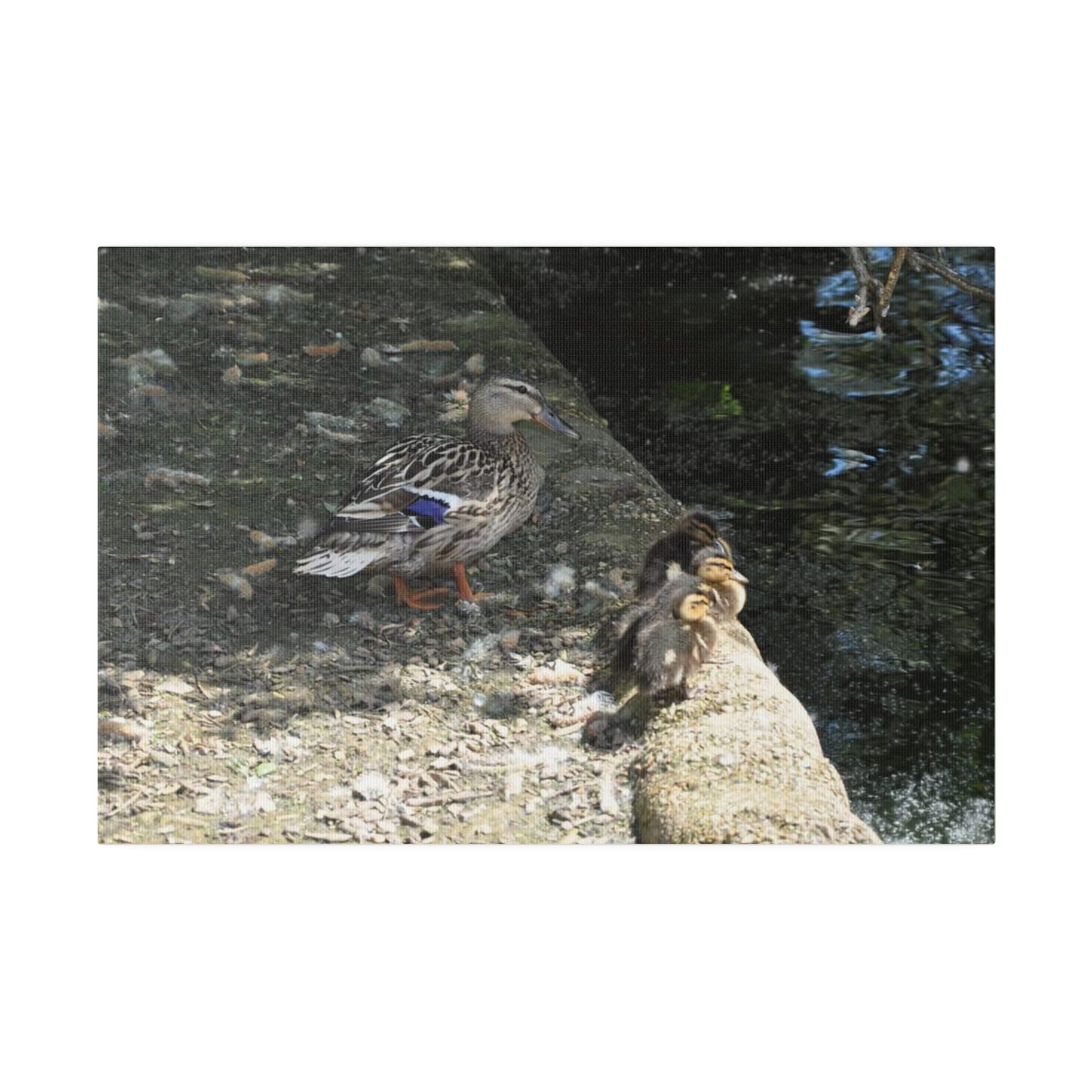 Mother With Baby Ducklings Near The Waters Edge Canvas
