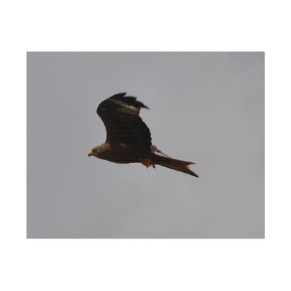 Hawk Flying With A Chick In It's Claws With Cloudy Background Canvas