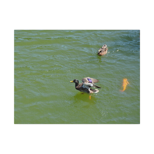 Male Duck Opening It's Wings Also With Female Duck Canvas - The Trio Synergize Group