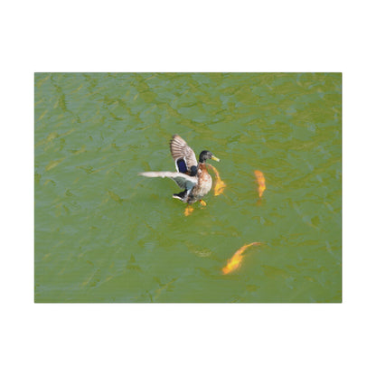 Male Duck Flapping It's Wings And Fish Canvas - The Trio Synergize Group