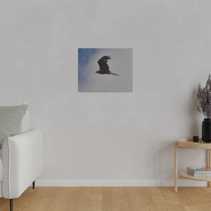 Hawk Flying With A Chick In It's Claws Cloud & Blue Sky Background Canvas