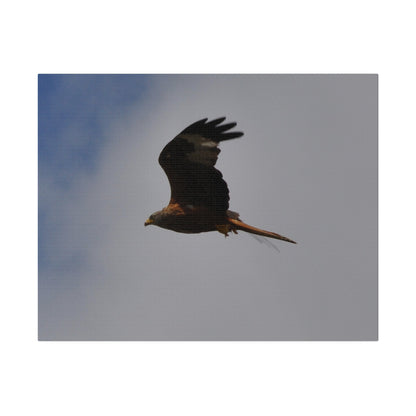 Hawk Flying With A Chick In It's Claws Cloud & Blue Sky Background Canvas