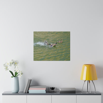 Male Ducks Fighting And One Pecking The Other Canvas