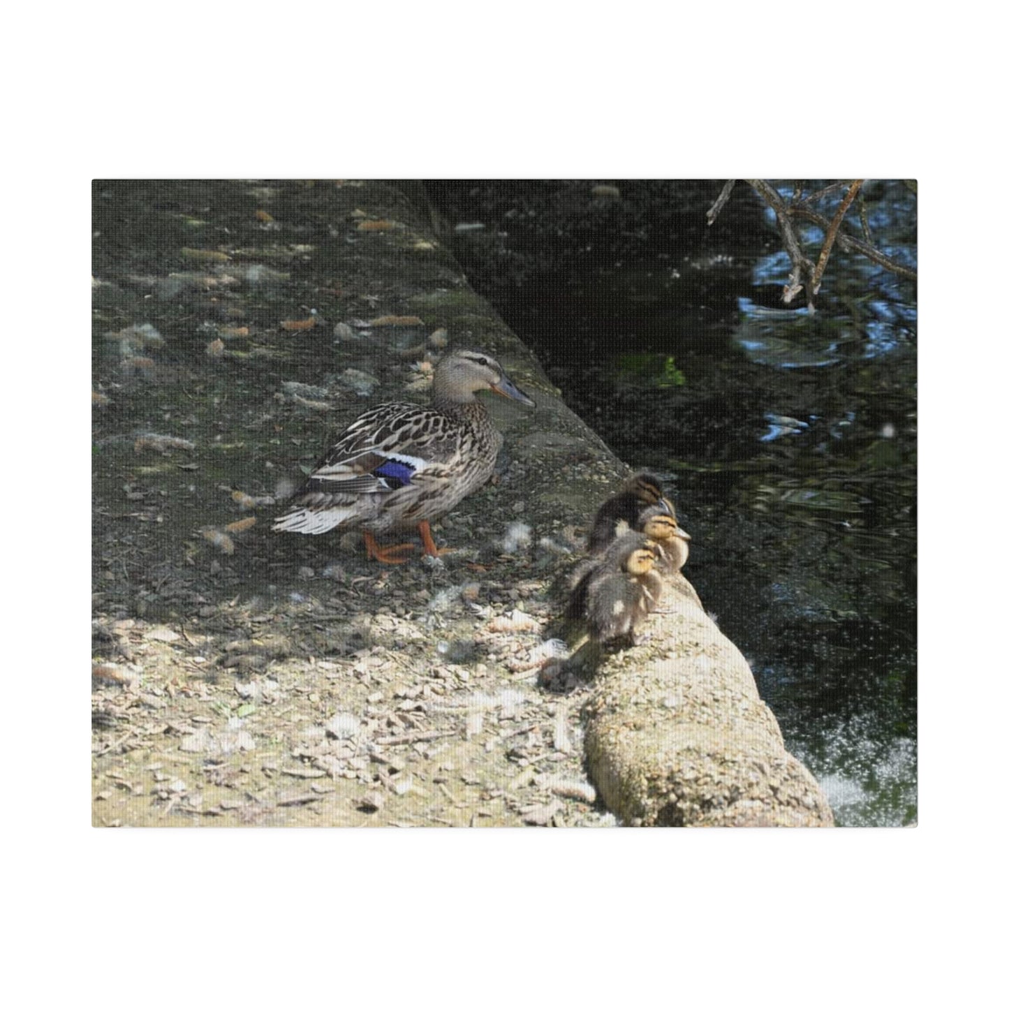 Mother With Baby Ducklings Near The Waters Edge Canvas