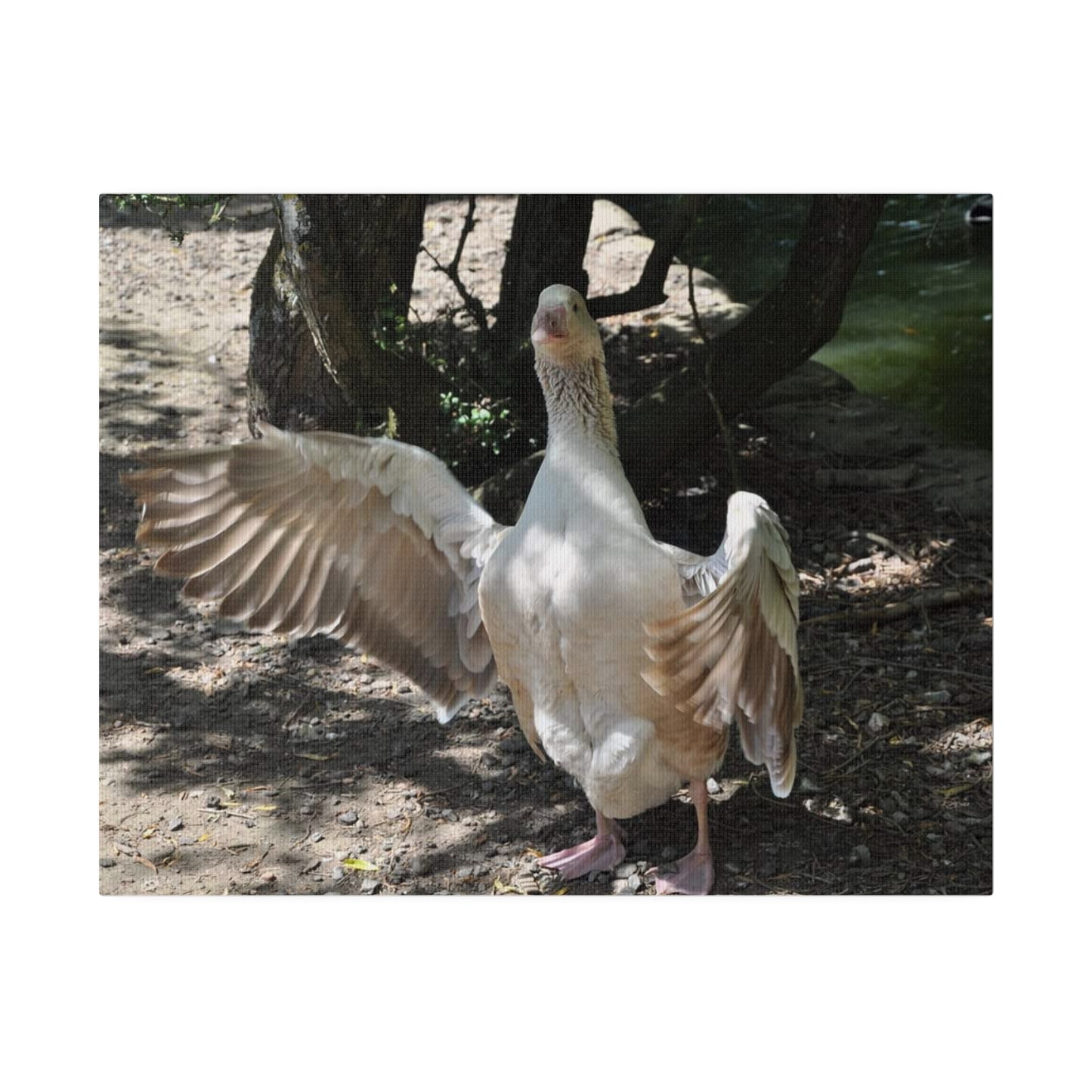 Goose With Wings Wide Open Canvas