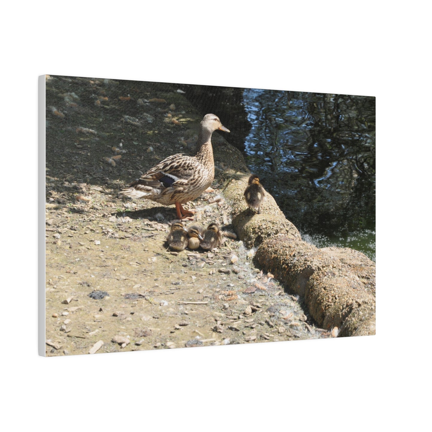 Mother With Four Baby Ducklings Resting Canvas