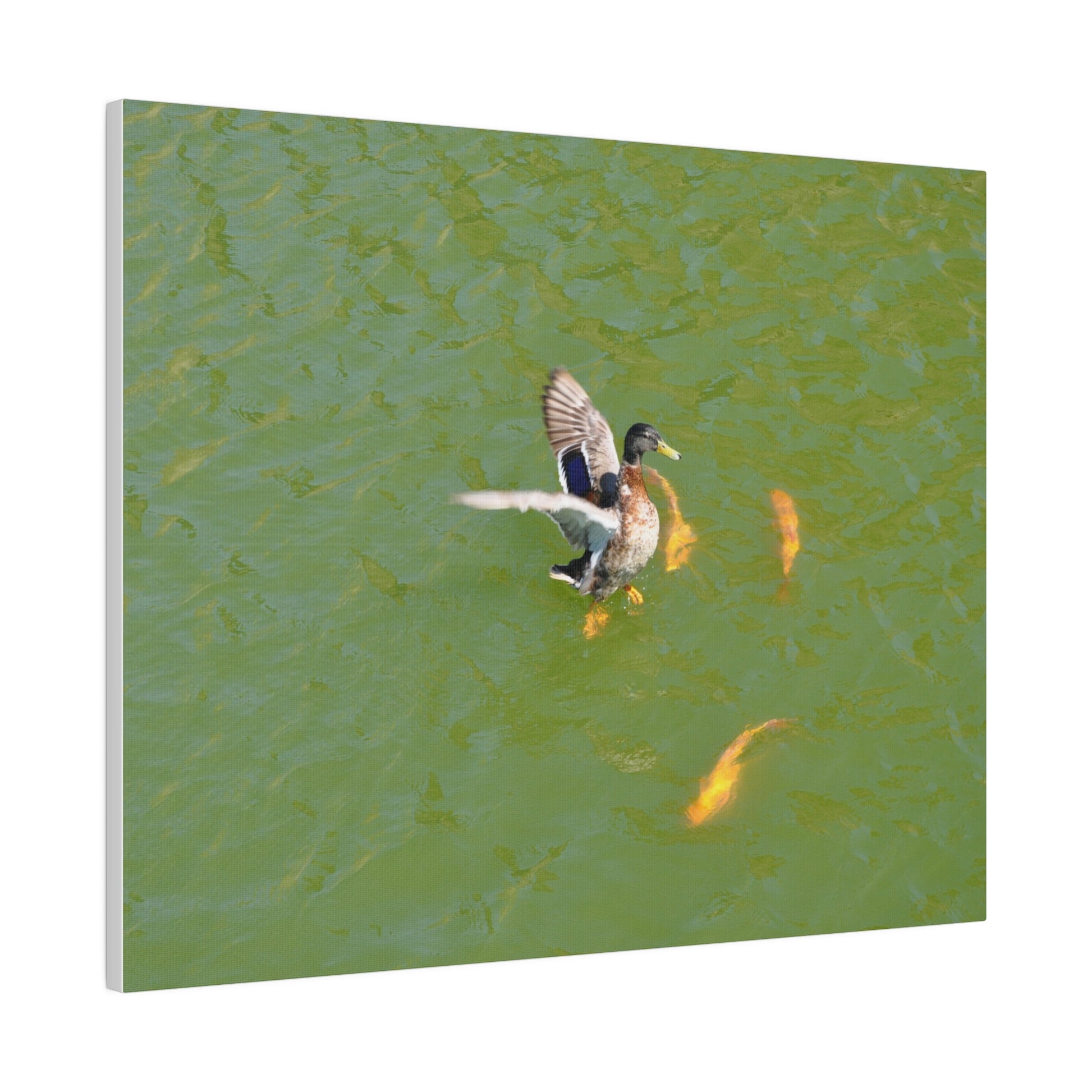 Male Duck Flapping It's Wings And Fish Canvas - The Trio Synergize Group