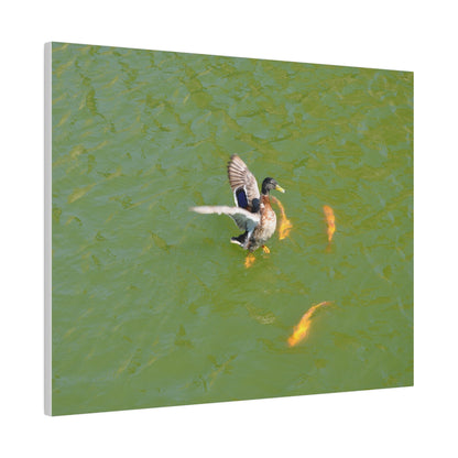 Male Duck Flapping It's Wings And Fish Canvas - The Trio Synergize Group