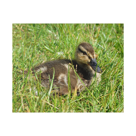Single Baby Duckling Sitting In The Grass Canvas - The Trio Synergize Group