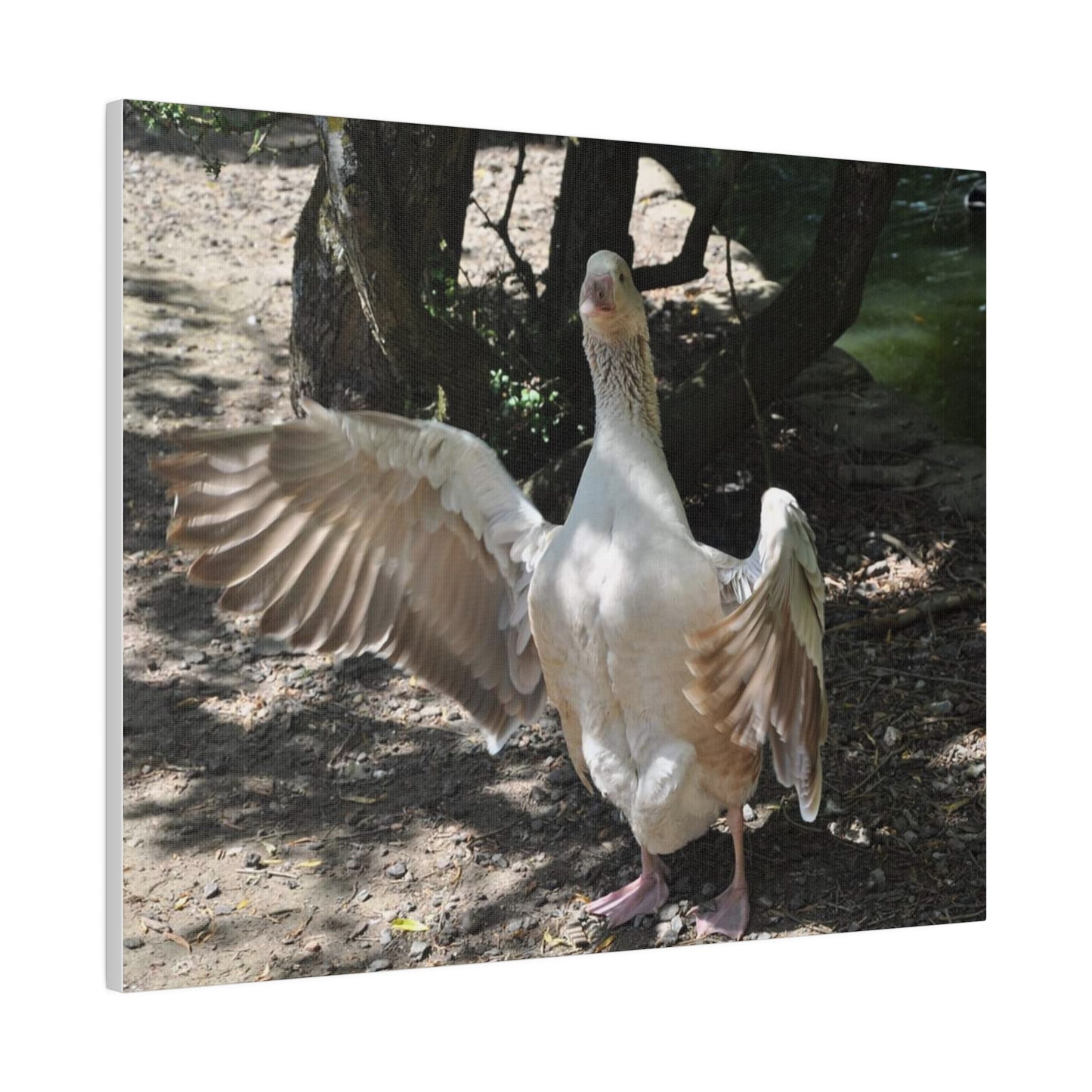 Goose With Wings Wide Open Canvas