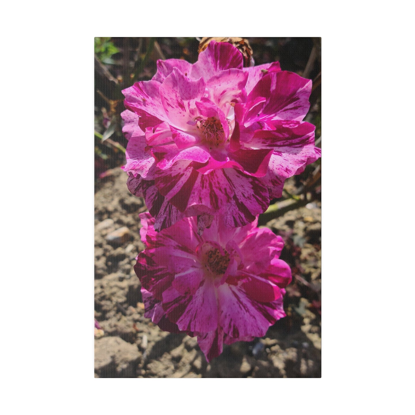 Two Pink French Roses Canvas Print - The Trio Synergize Group