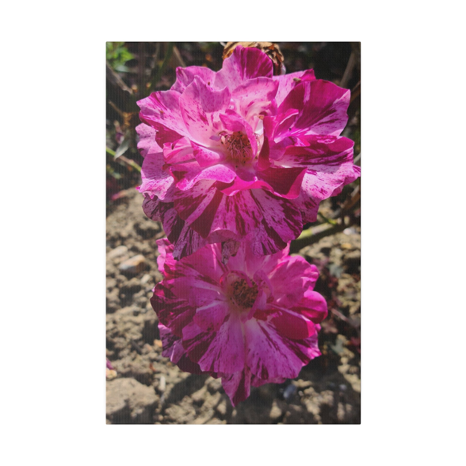 Two Pink French Roses Canvas Print - The Trio Synergize Group