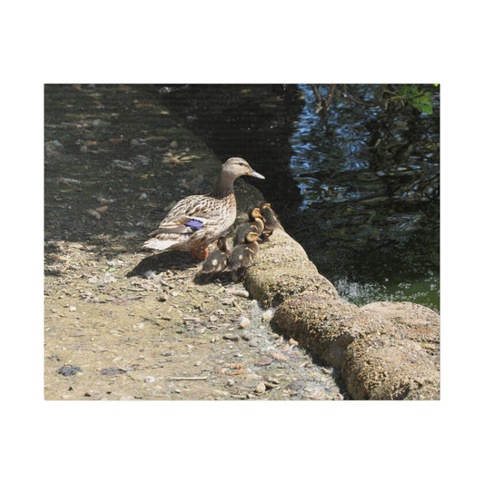 Mother With Baby Ducklings By The Waters Edge Canvas - The Trio Synergize Group