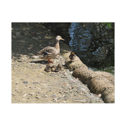 Mother With Four Baby Ducklings Resting Canvas