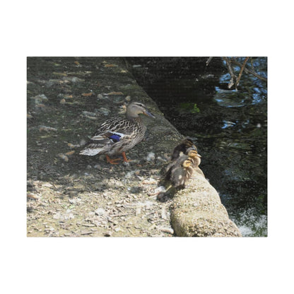 Mother With Baby Ducklings Near The Waters Edge Canvas