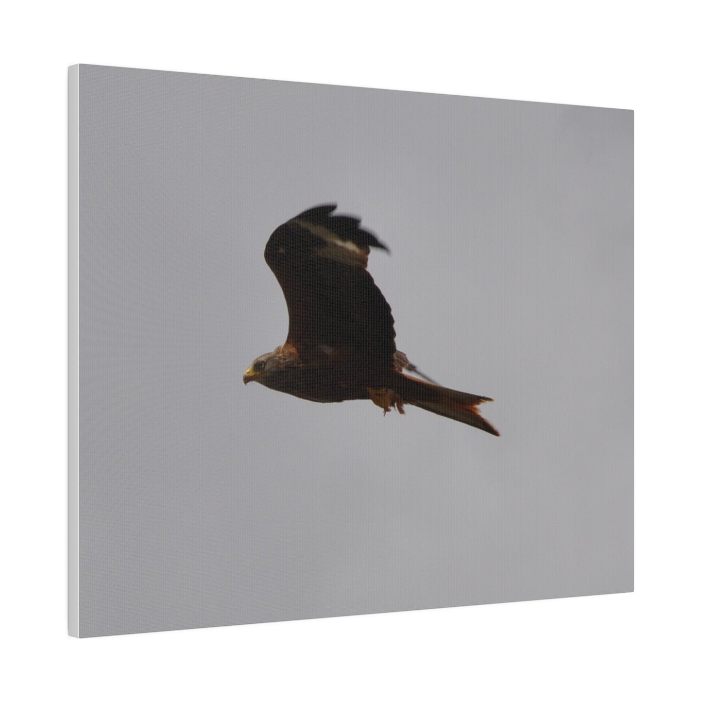 Hawk Flying With A Chick In It's Claws With Cloudy Background Canvas