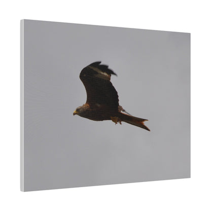 Hawk Flying With A Chick In It's Claws With Cloudy Background Canvas