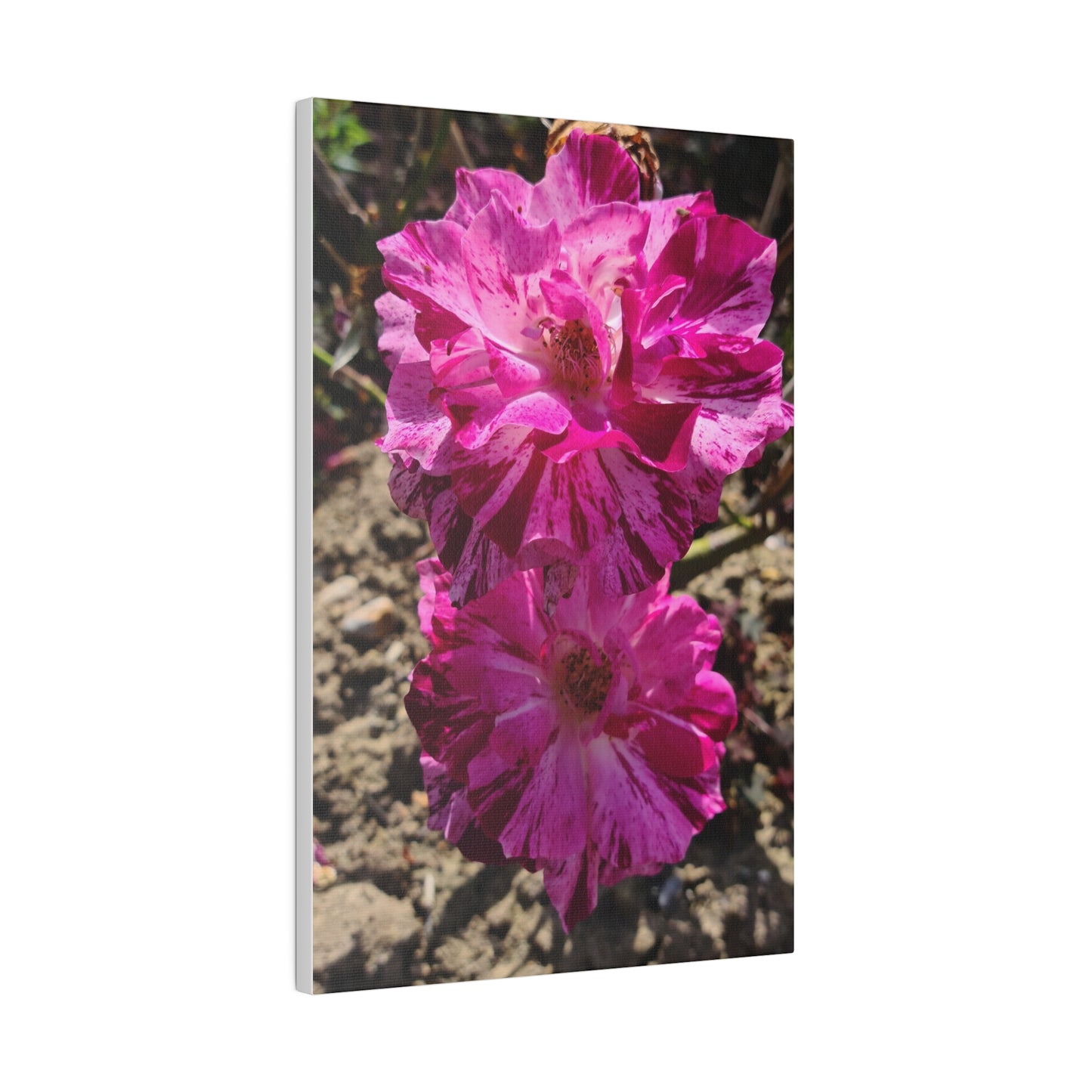 Two Pink French Roses Canvas Print - The Trio Synergize Group