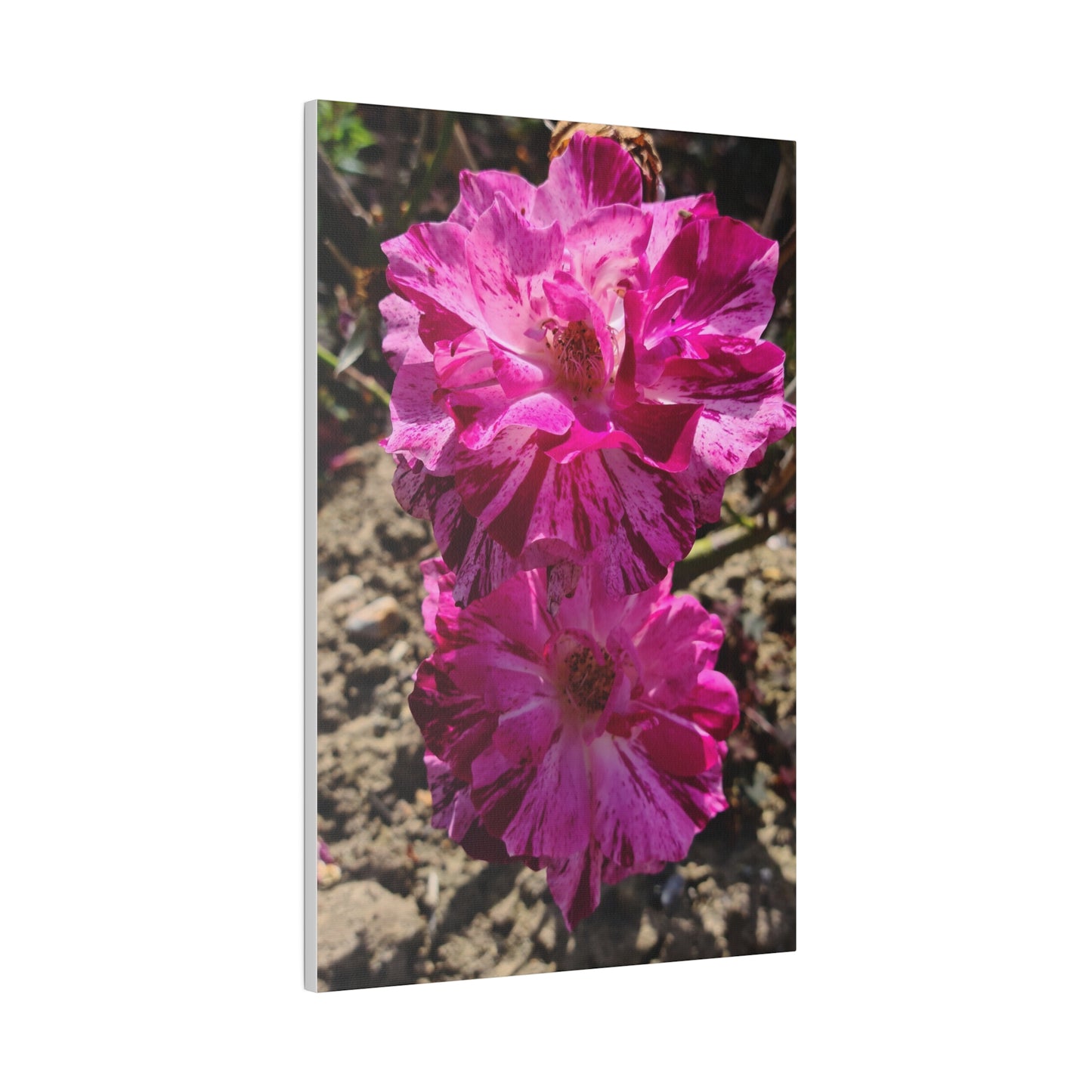 Two Pink French Roses Canvas Print - The Trio Synergize Group