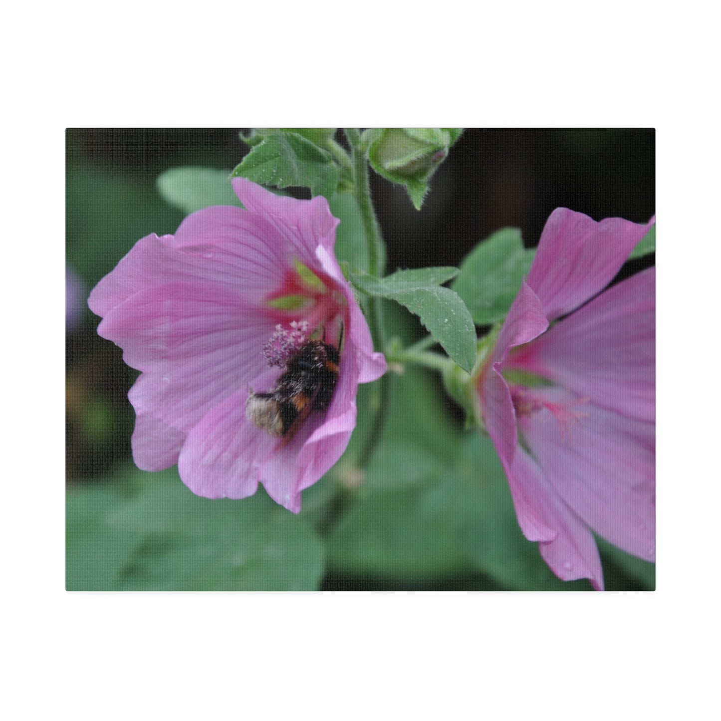 Bumblebee Inside A Purple Flower Canvas