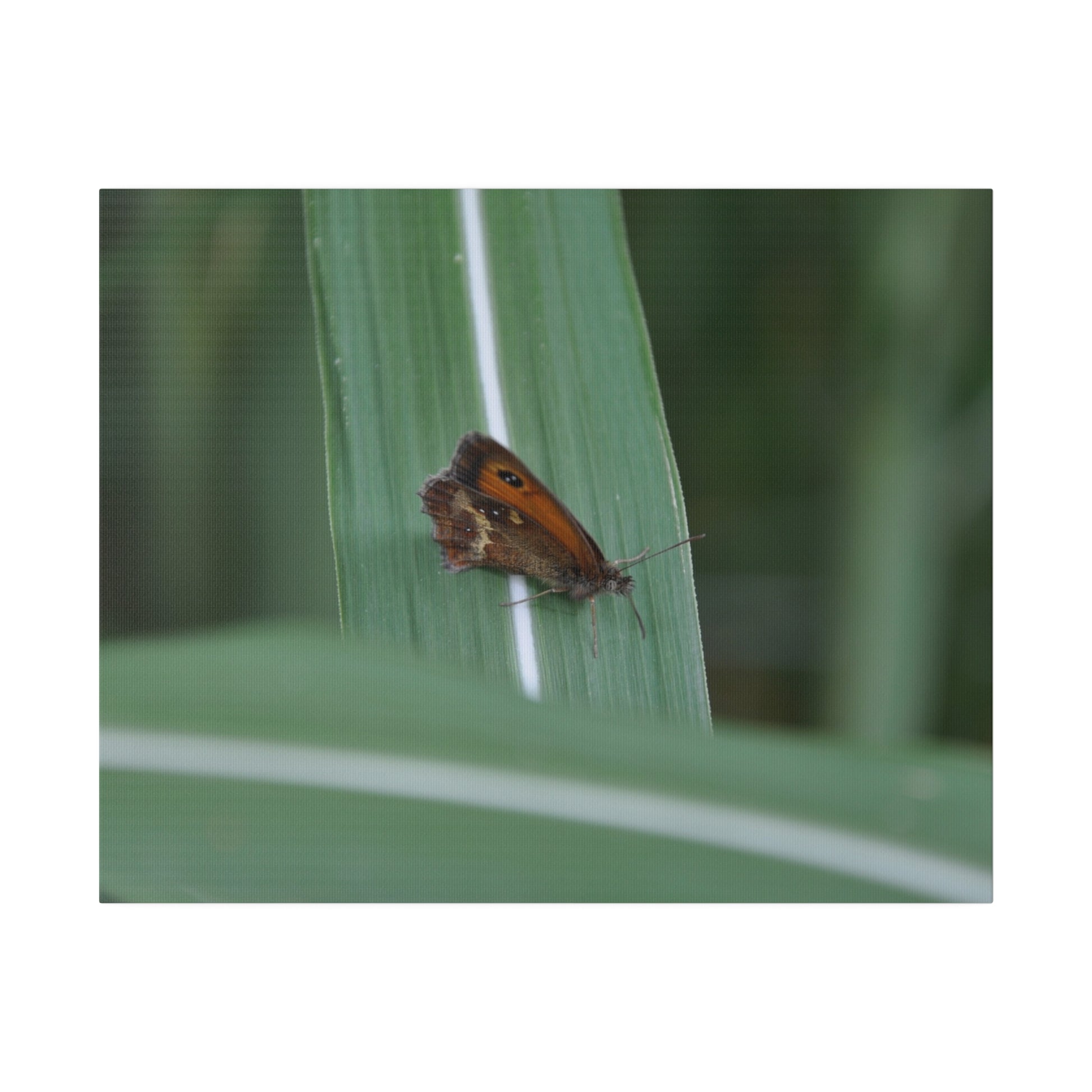 Gatekeeper Butterfly Resting, Blurred Background Canvas - The Trio Synergize Group